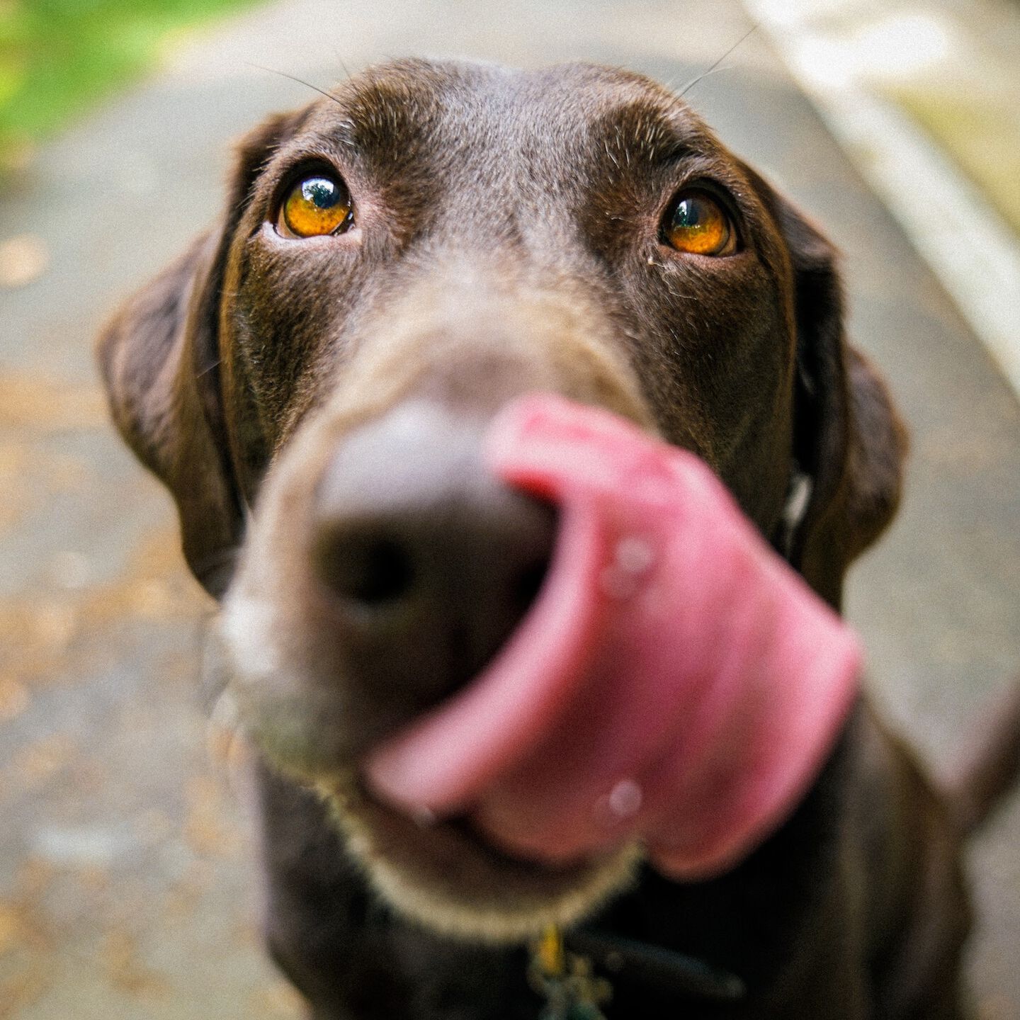 <b>WHY IS MY DOG LOSING WEIGHT?</b><br><br>From old age to fussy eating habits &ndash; how to identify the reason for weight loss and get your dog back on track...</br>